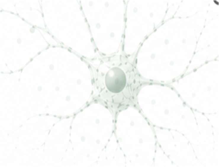 Scientific illustration of a neuron